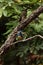 Turquoise tanager known as Tangara mexicana