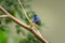 A Turquoise Tanager sitting on a branch