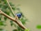 A Turquoise Tanager sitting on a branch