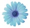 Turquoise-violet daisy flower on a white isolated background with clipping path. Flower for design, texture, postcard, wrapper.