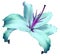 Turquoise-violet flower lily on white isolated background with clipping path no shadows. Closeup. Flower for design, texture,