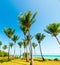 Turquoise water and palm trees in Bas du Fort shore in Guadeloupe