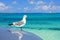 Turquoise waters of the caribbean sea a seagul