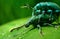 turquoise weevils mate on a leaf, incredible wildlife