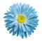 Turquoise-yellow Aster flower on a white isolated background with clipping path. Flower for design, texture, postcard, wrapper.