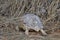 Turtel in dry Grass and sand Namibia Afrika wild animal