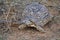 Turtel in dry Grass and sand Namibia Afrika wild animal