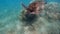 Turtle above coral reef in tropical ocean