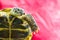 Turtle aggressive severe muzzle expression close-up portrait of long claws on a scaled paw copy space base