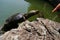 Turtle allured by a finger (Pelusios niger)