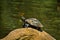 Turtle in amazon rainforest, Yasuni National Park