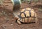 Turtle (Astrochelys radiata)