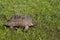 Turtle in Athens, Greece, on the sights of Acropolis monument on green grass