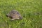 Turtle in Athens, Greece, on the sights of Acropolis monument on green grass