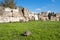 Turtle in Athens, Greece, on the sights of Acropolis monument on green grass