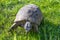 Turtle in Athens, Greece, on the sights of Acropolis monument on green grass