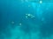 Turtle, Bahamas. Jellyfish. Marine life, underwater photography