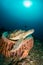 Turtle in a barrel sponge with sunbeams