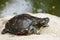 Turtle Basking