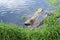 A turtle basking in the sun on a log lying in the water in spring