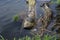 A turtle basking in the sun on a log lying in the water in spring