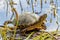 A Turtle at Brazos Bend Texas.