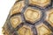 Turtle Carapace closed up picture.