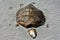 Turtle Carcass #1: Masirah Island, Oman