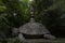 Turtle carrying a victory in the Monster Park,  Bomarzo, Viterbo, Italy