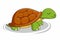 Turtle Cartoon Tortoises Illustration Vector