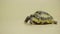 Turtle chewing food. Profile of herbivorous reptile isolated on beige background in studio. Portrait of an exotic animal