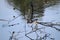 A turtle climbing on a fallen tree