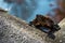 turtle climbing out of an artificial pond