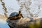 Turtle climbing a tree near river
