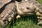 Turtle close up in the green grass