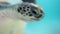 Turtle closeup shot