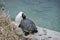 Turtle on a concrete ledge