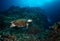 Turtle coral reef and diver underwater