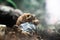 a turtle couple caught in the act dof sharp focus space for text macro reptile jungle aquarium home pet cute