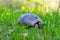 Turtle crawl in grass