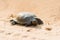 turtle crawl in sandy desert