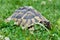 Turtle crawling on a grass