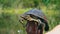 Turtle Crawls to the River on a Hot Summer Day Close-up