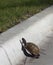 Turtle crosses road