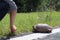 The turtle crosses the road. turtle tortoises on the rural road. Florida