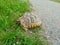 Turtle crossing the street