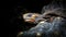 Turtle on a dark background close-up, Centrochelys sulcata