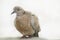 Turtle dove baby changing the first feather in the forest