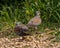 Turtle Dove in Evros delta Greece