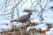 Turtle dove pecks through the snow